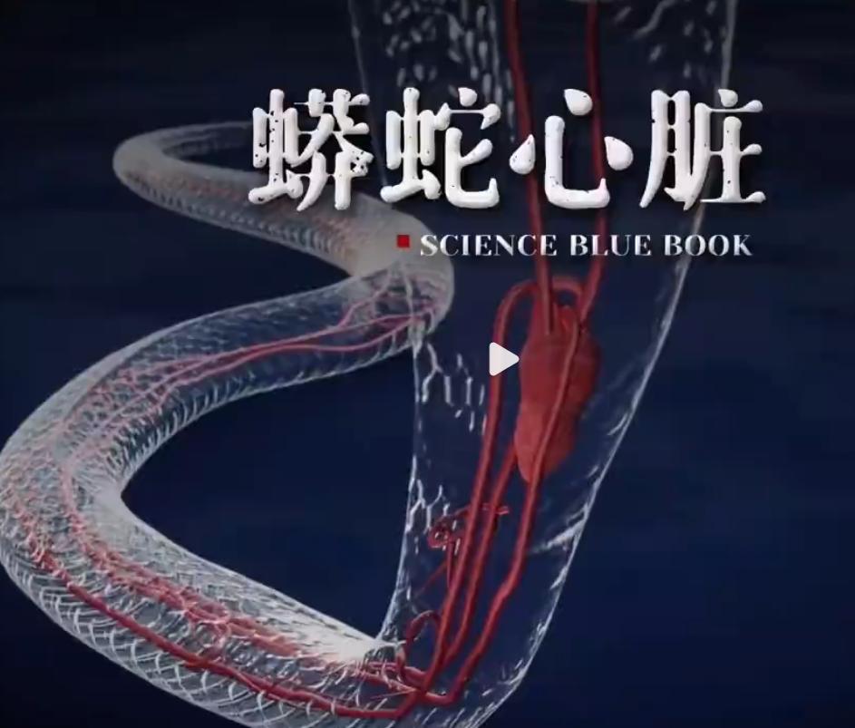 为什么心脏专家喜欢研究蟒蛇的心脏？看完超乎你的想象！ 

在大多数人的认知里，蟒