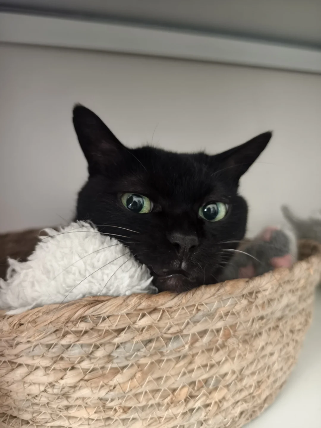 15＋玄猫的爷爷，眼神还跟孩子一样