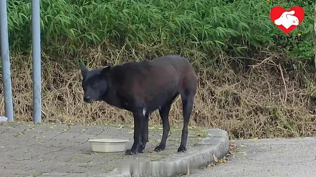 要爱护动物狗狗 「幼稚園今年開業..定居三年社區狗或失容身之所…急尋暫託或領養家