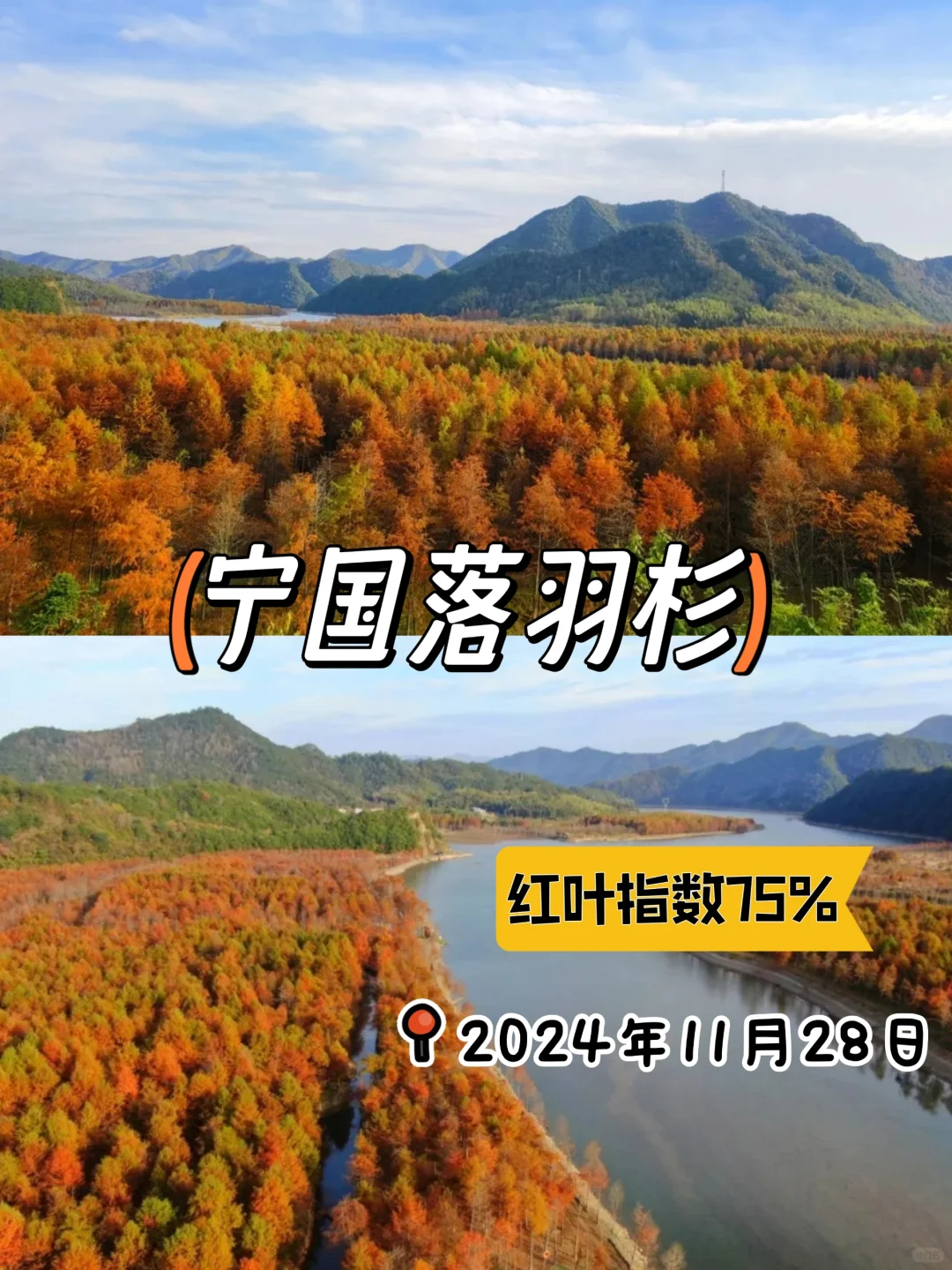 宁国落羽红杉林‼️红叶指数75%啦