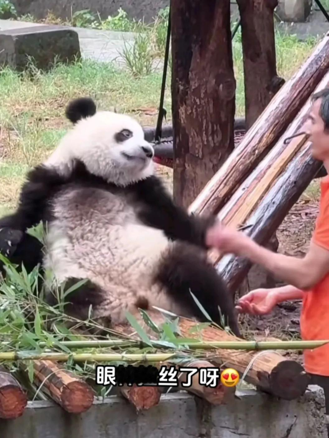 如果说大熊猫福宝的童年，有爱它姜爷爷宋爷爷！我们重动的饲养员胡外公，也一直爱着它