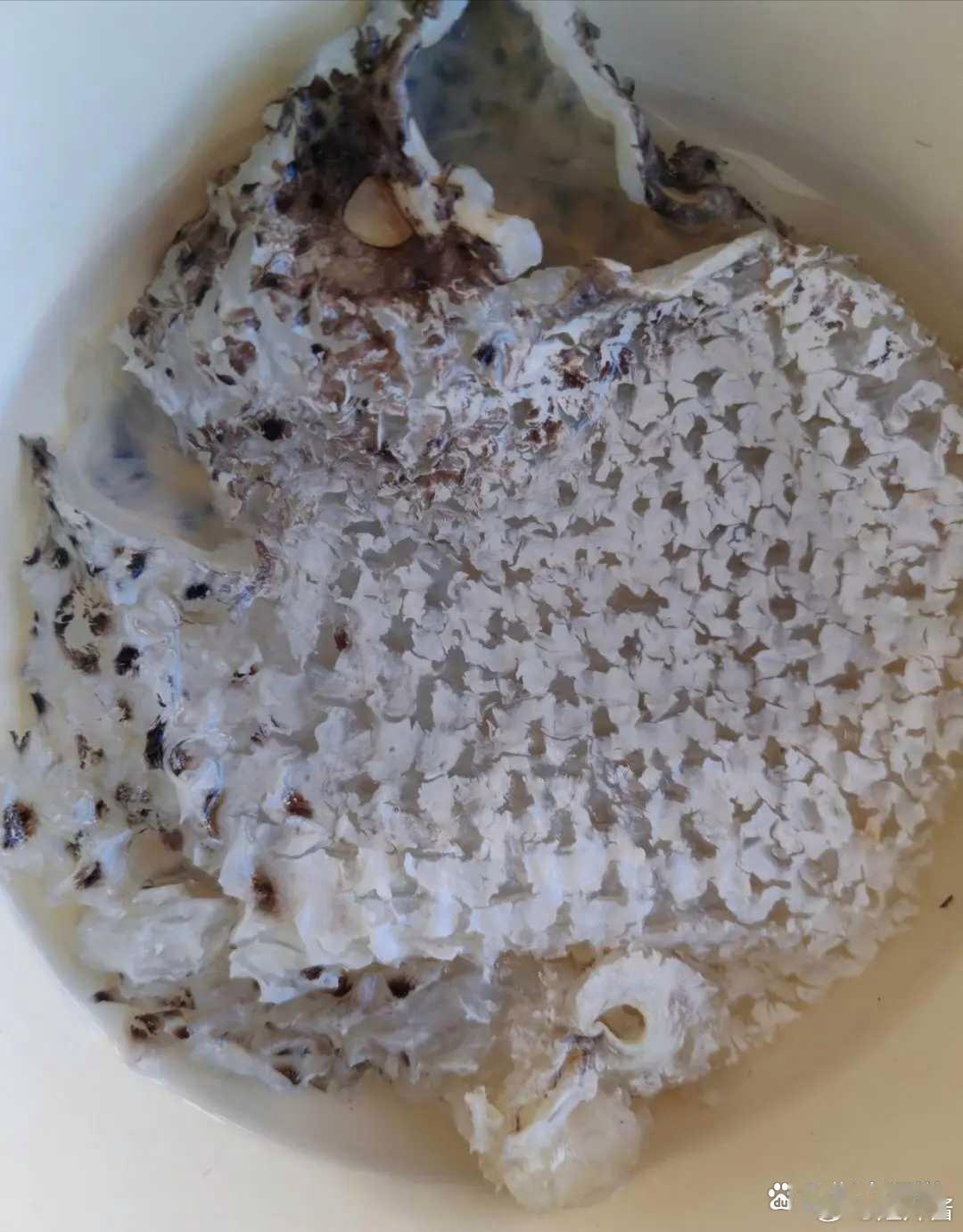 光是拔这些刺，就花了老夫一个半小时，看出这是什么鱼了吗？ ​​​