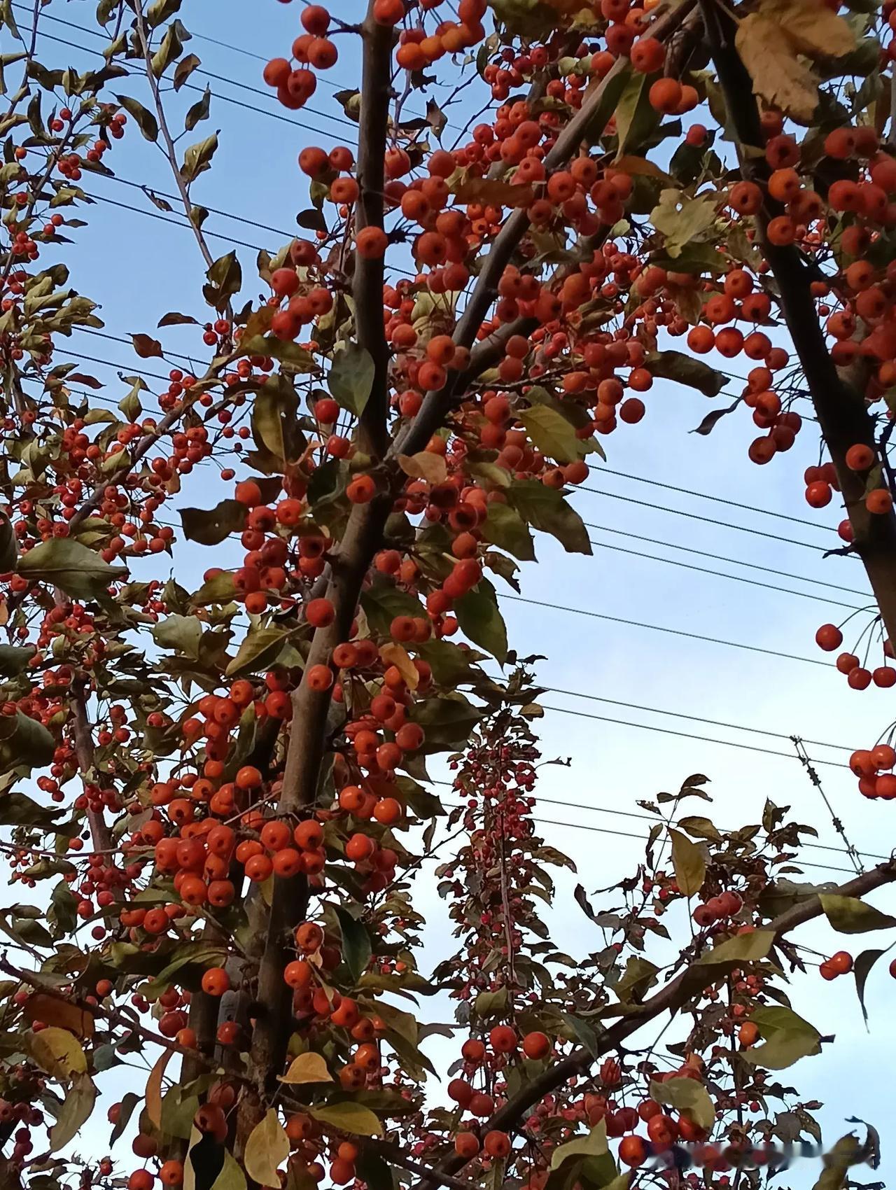 果实挂满枝头#拍一张秋日景色#