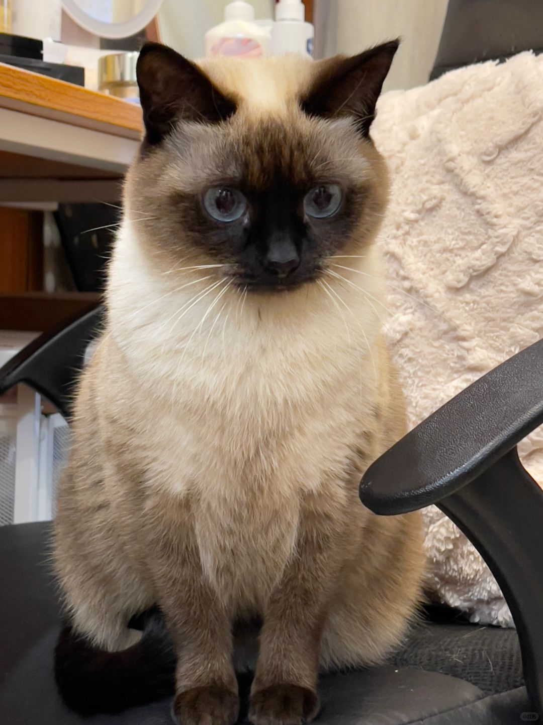 养只暹罗猫吧