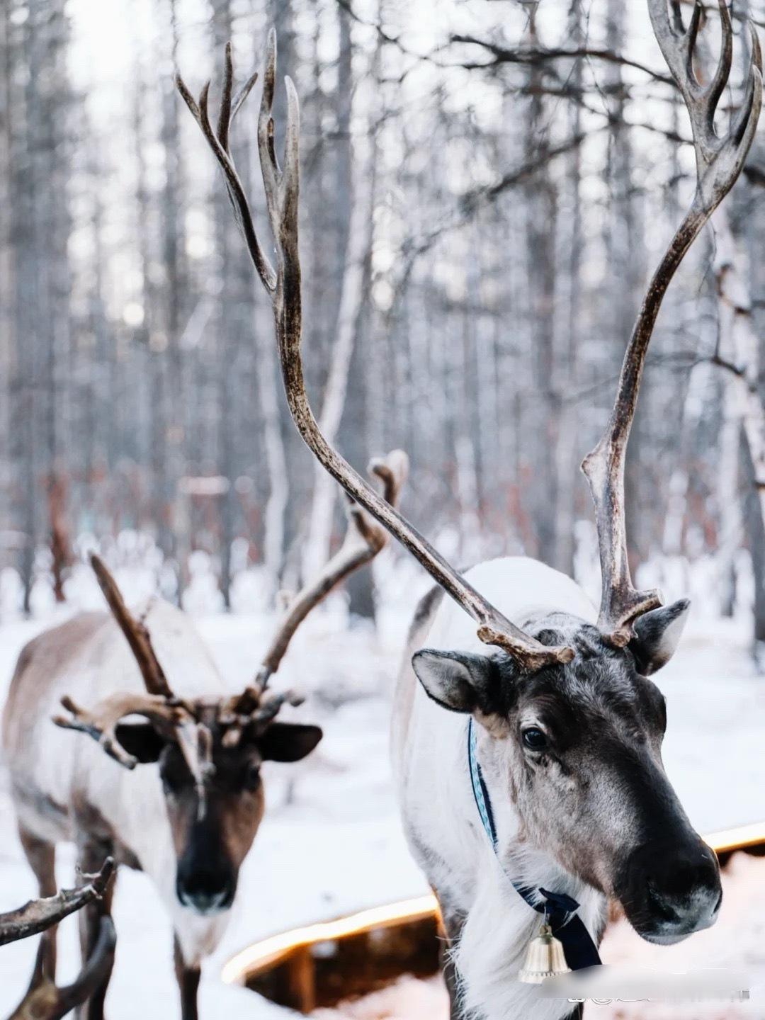 我下周会出生物科技和纳指，然后去打野做一些A股金属板块。后面大家自便了，反正计划