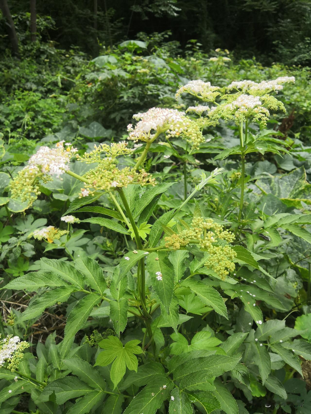 端午节的艾叶
回到老家中江县农村里面，总觉得地方上的端午节挂艾草，这个好像是野生