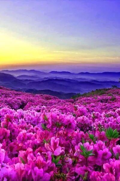 嫣然天使般的花海……