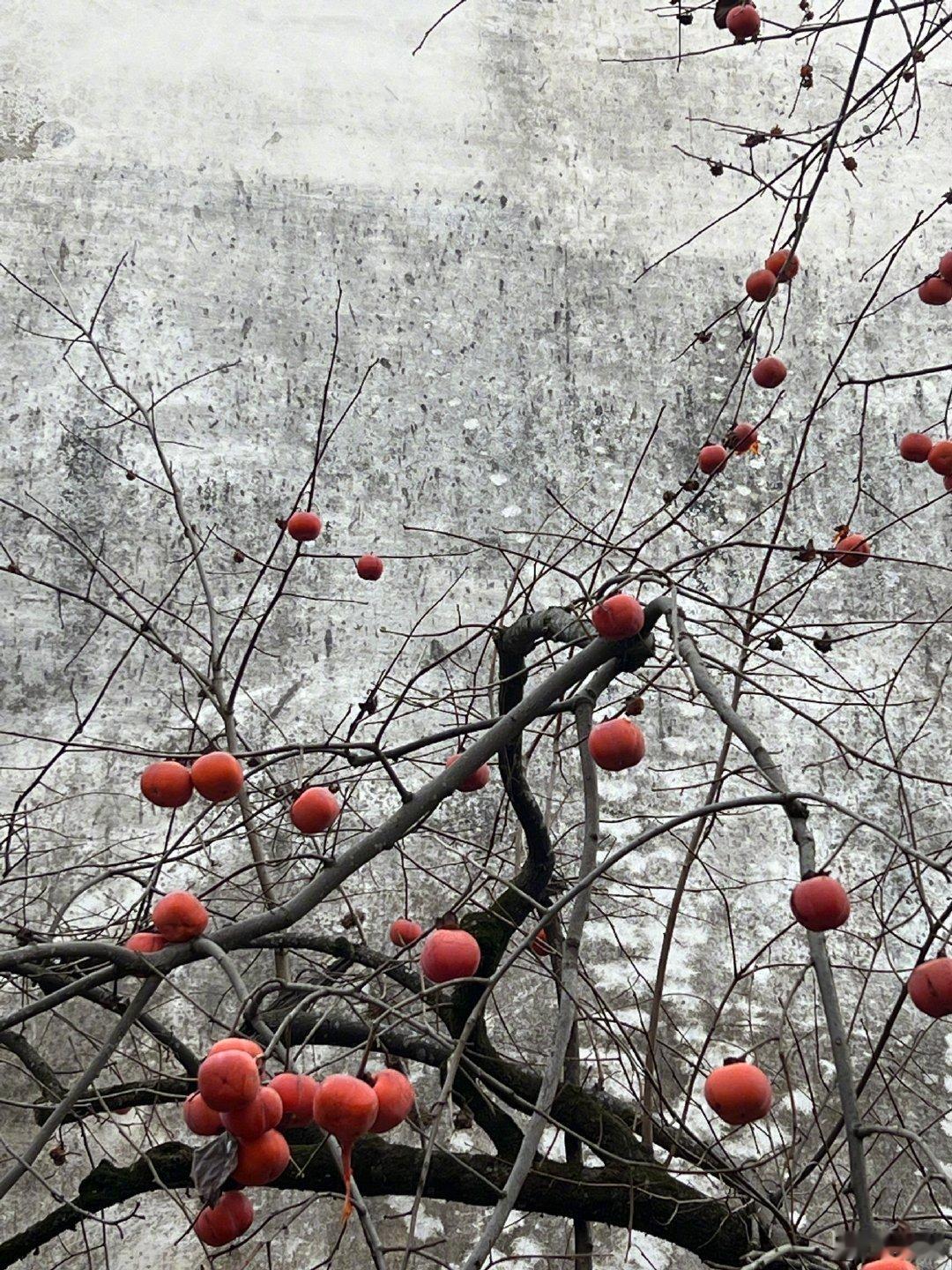 杨紫2025年常见面   杨紫2024最后一天plog  杨紫2024的最后一天