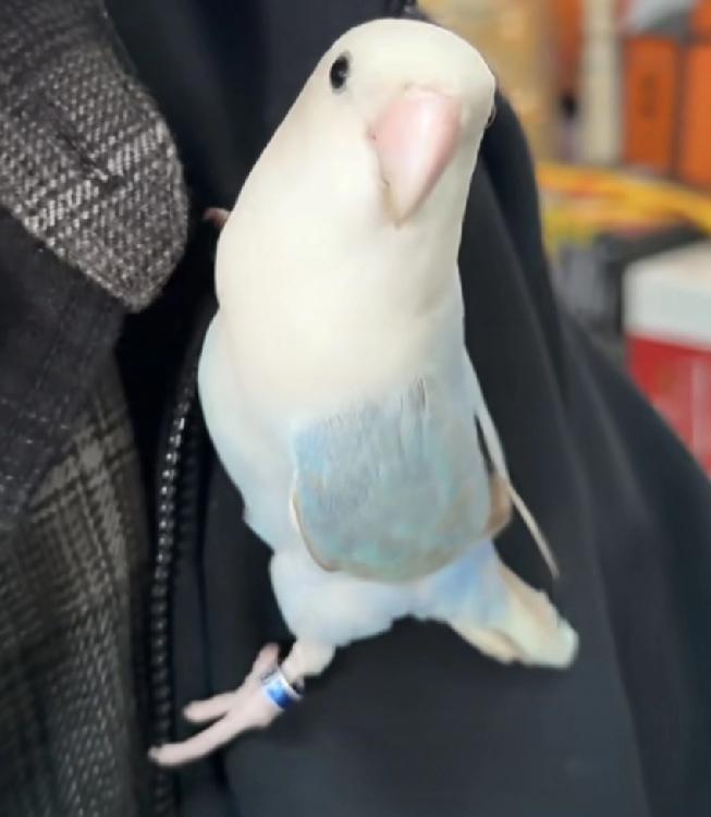 我的乖乖，一直以为这是个帅公子哥，竟然是个美娇娘，从昨天开始不像以前那样爱出来玩