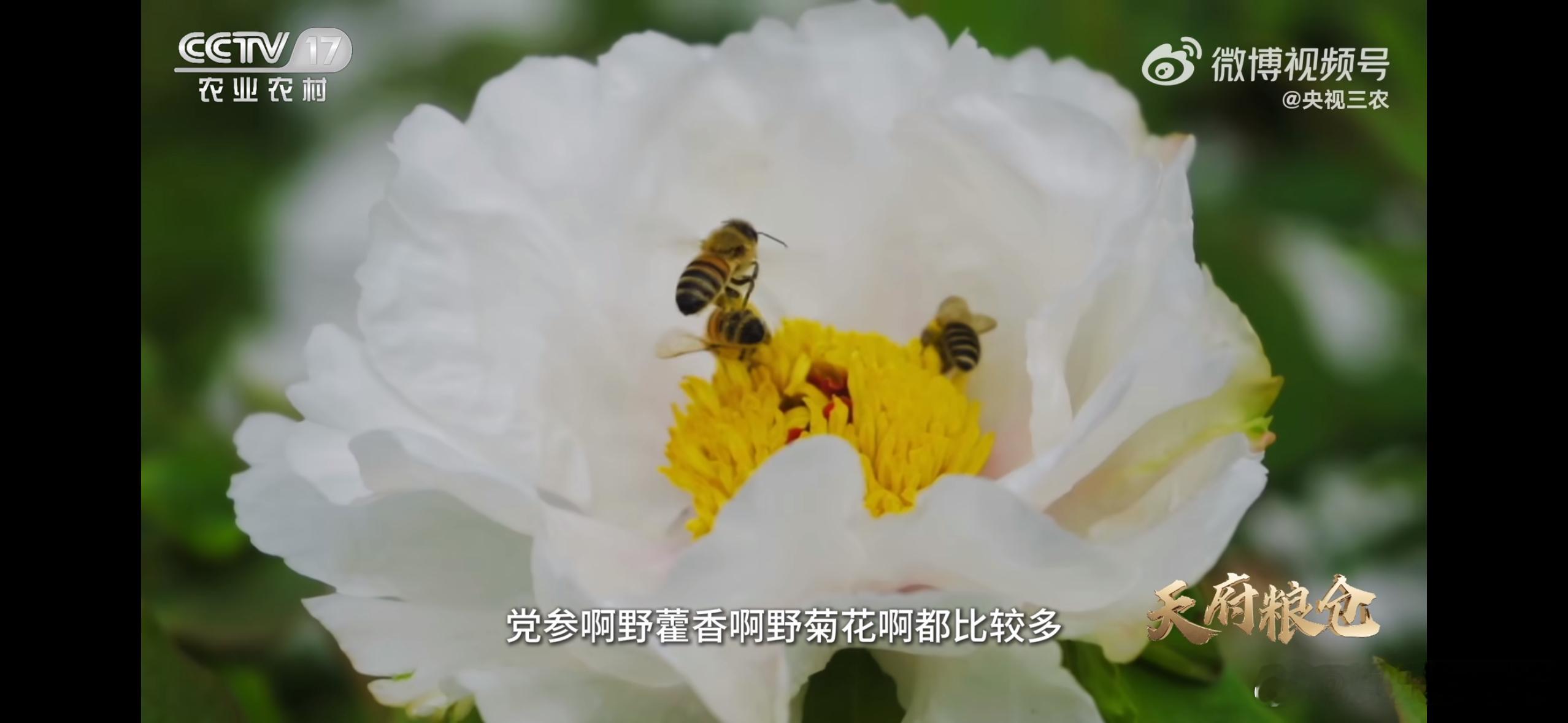 看蜂农采蜜看出口水瀑布 平武，有熊猫的萌趣，更有养蜂致富的机遇。丰富蜜源加上博士