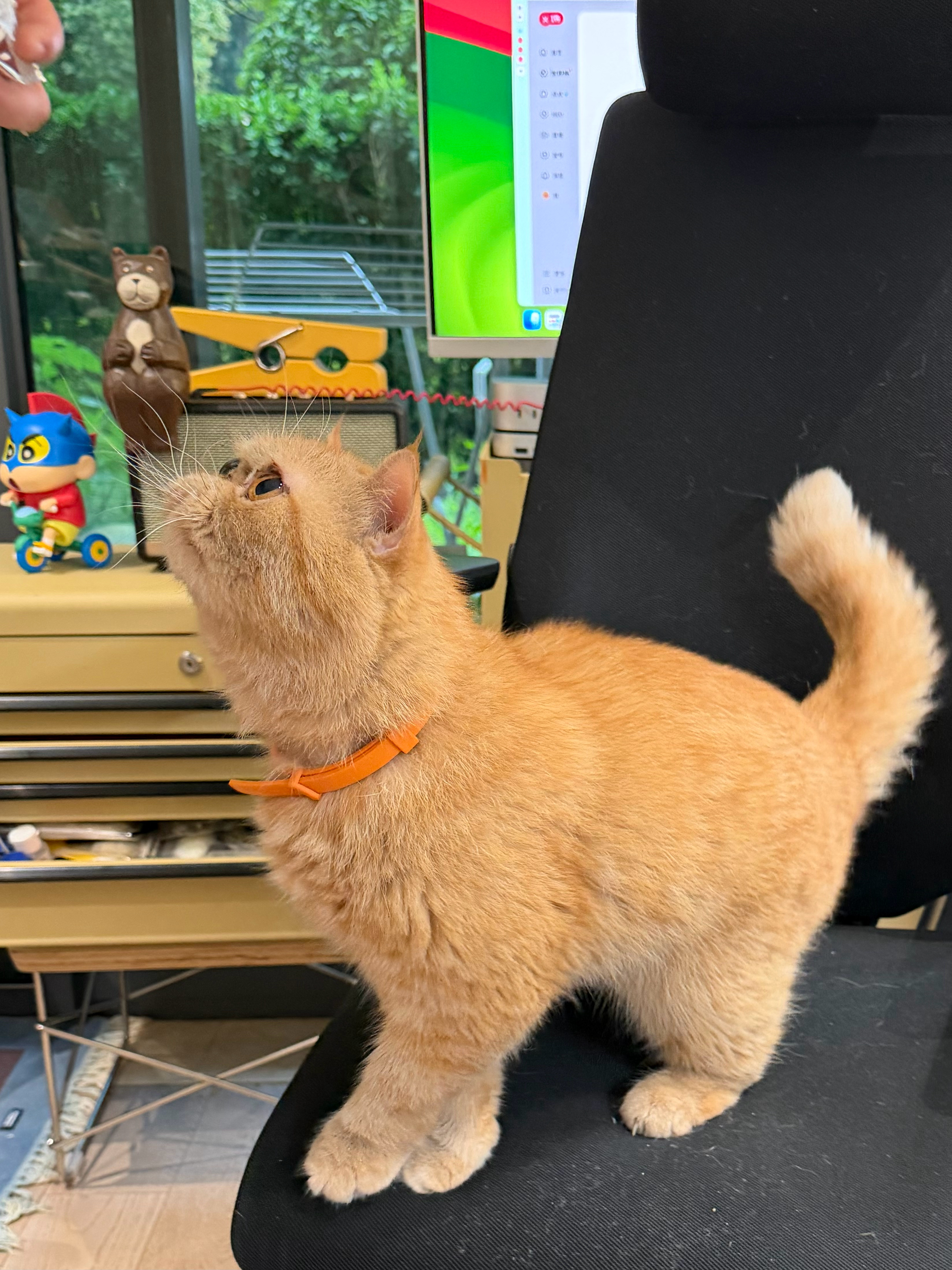 小猫太美🐈 