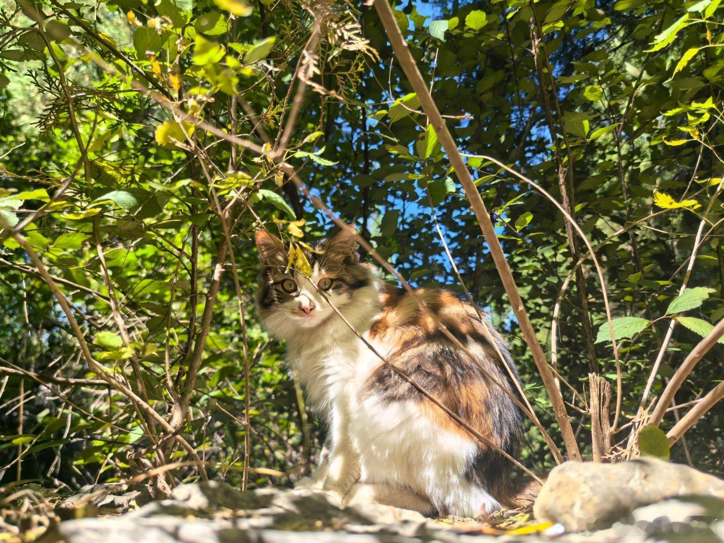 #好客山东欢迎你# [送花花]山东旅游野生推广大使菌菌上线[老师好] 济南四门塔