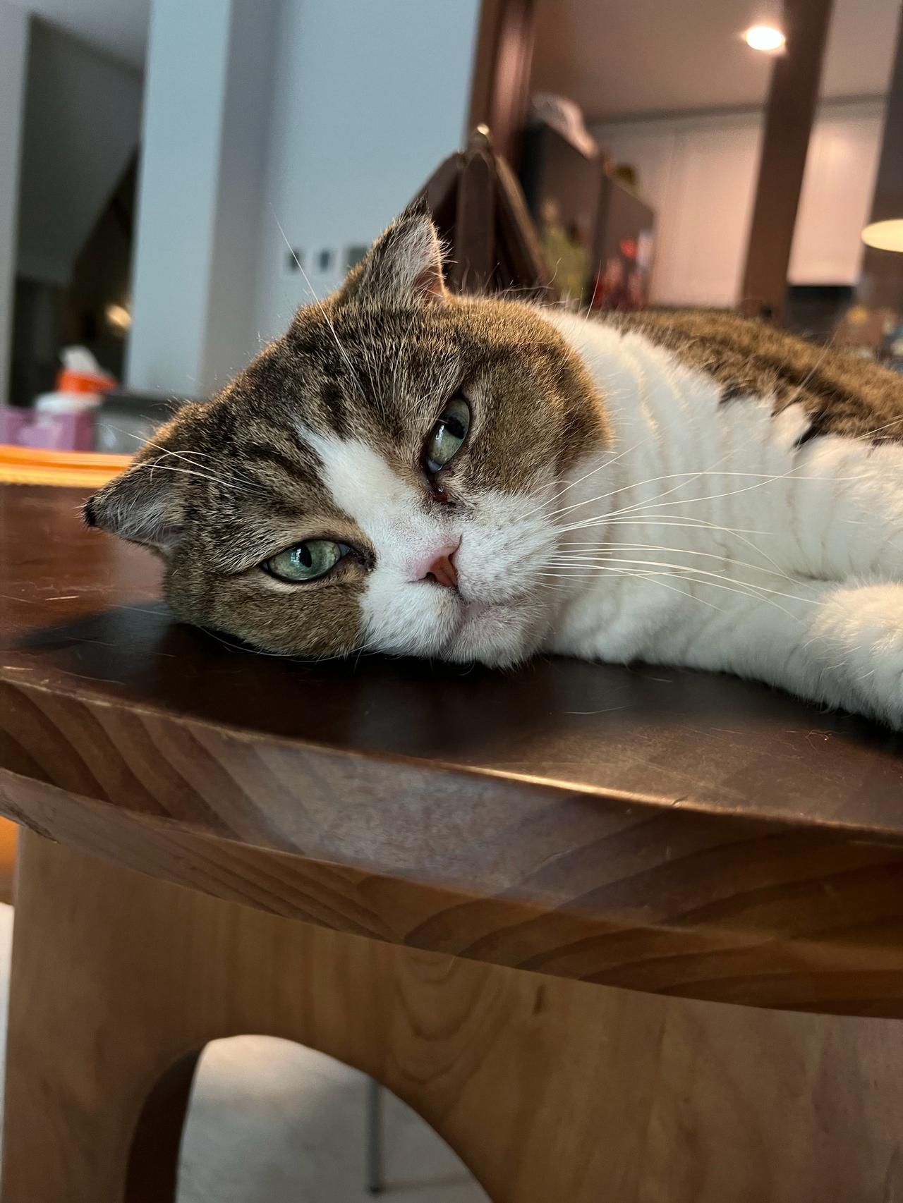 杭州这闷湿的天气，搞得人跟猫都很无奈😮‍💨