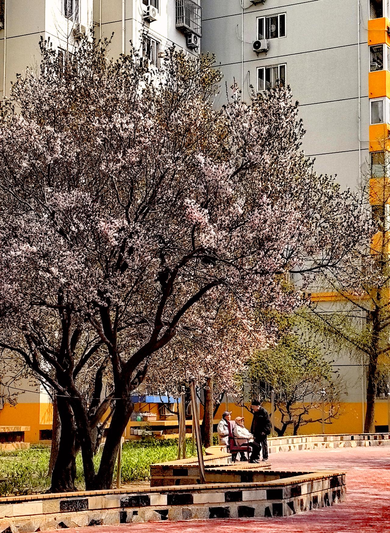 春风吹过我们的小院儿[呲牙]