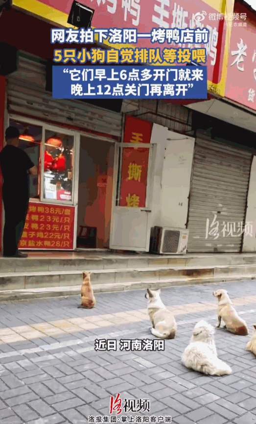 “太暖心了！”河南洛阳，一家烤鸭店的老板常年投喂街边的流浪小狗，会把卖不掉的边角