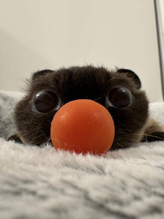 我只是一个小丑🤡