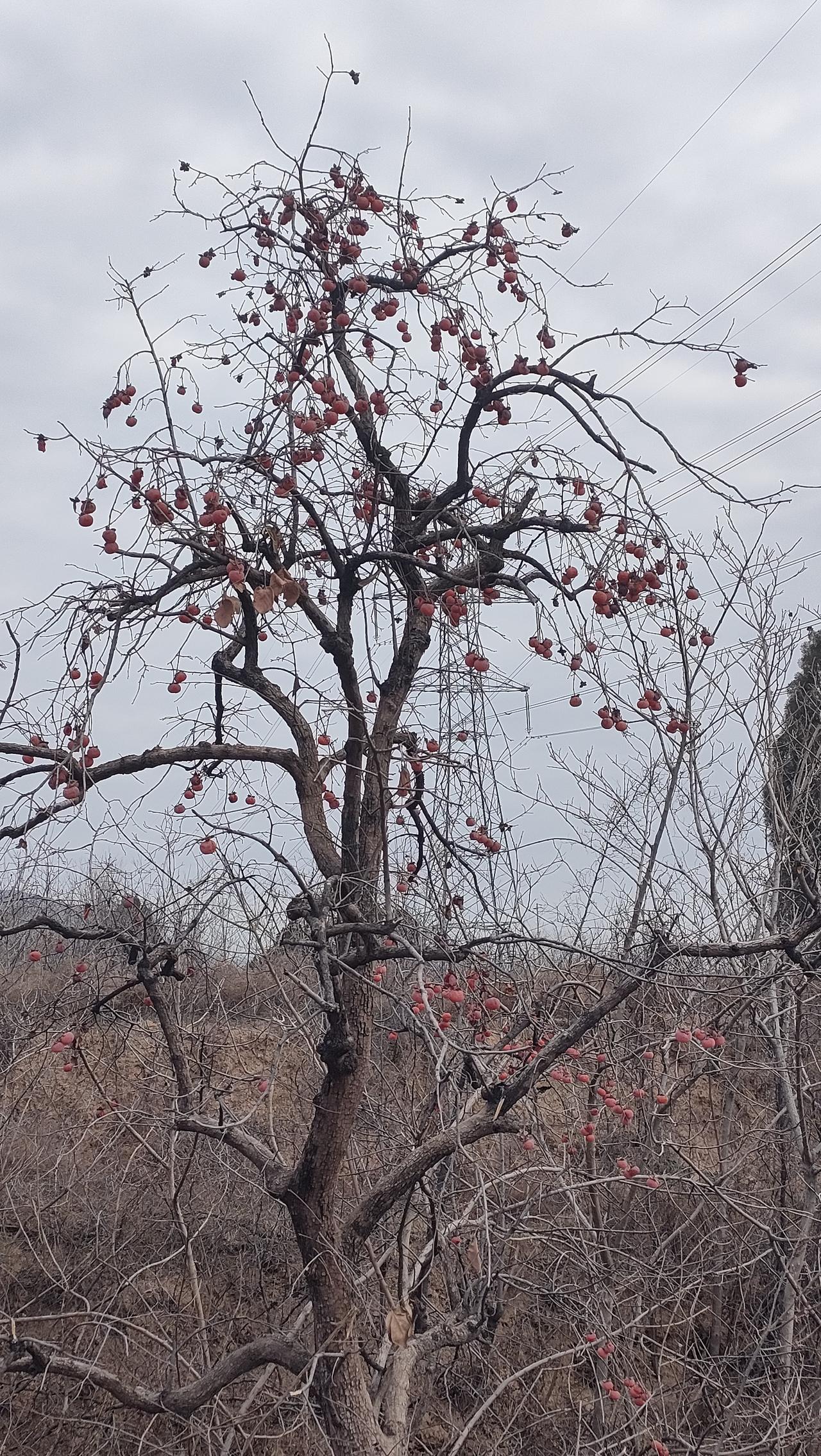 冬至日的田野，空旷而寂静。但是除了冬眠的小麦呈现绿色的生机，树上没有人采摘的柿子