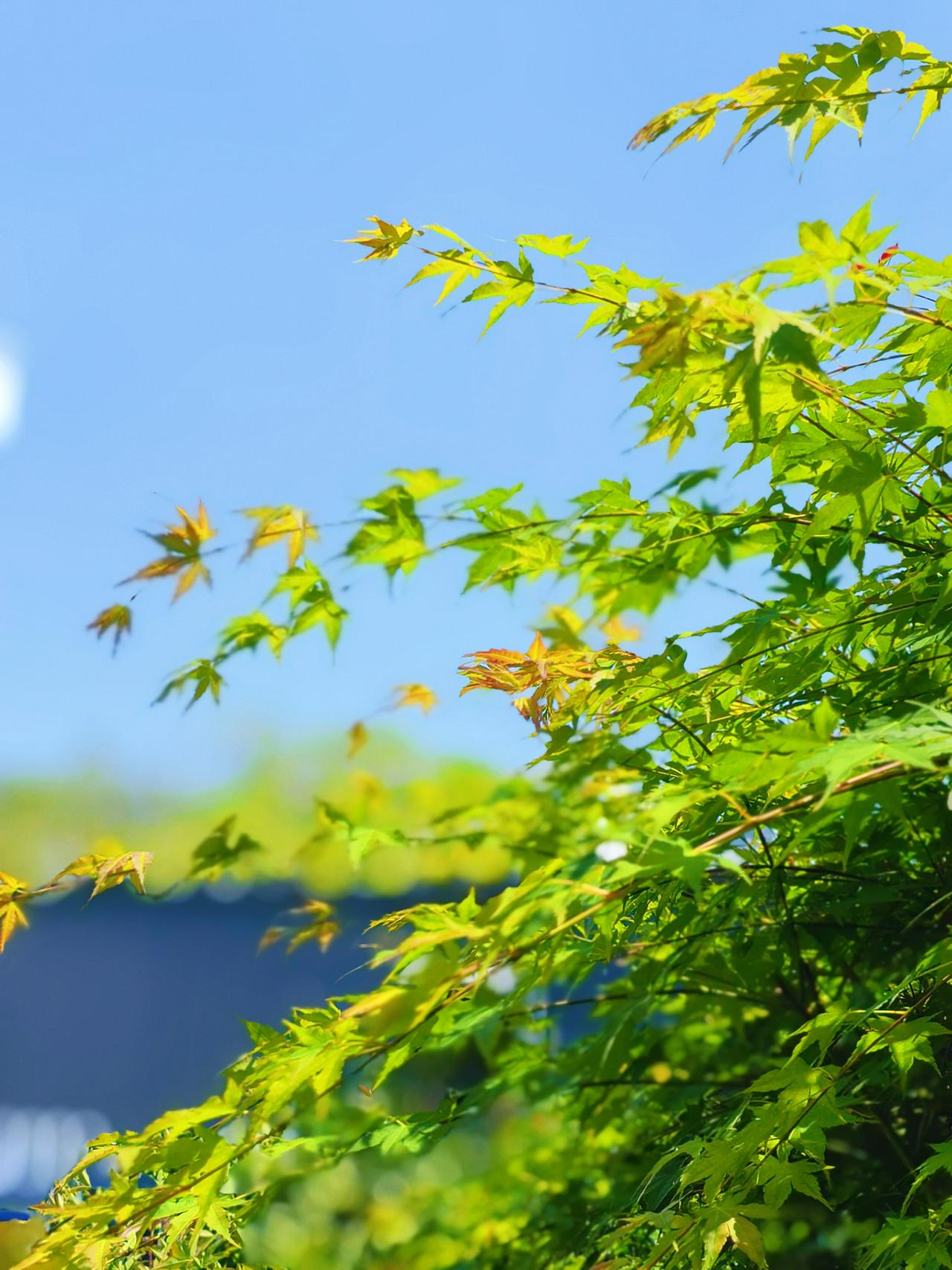 不必追赶春，
我站着，
春就漫过了我。