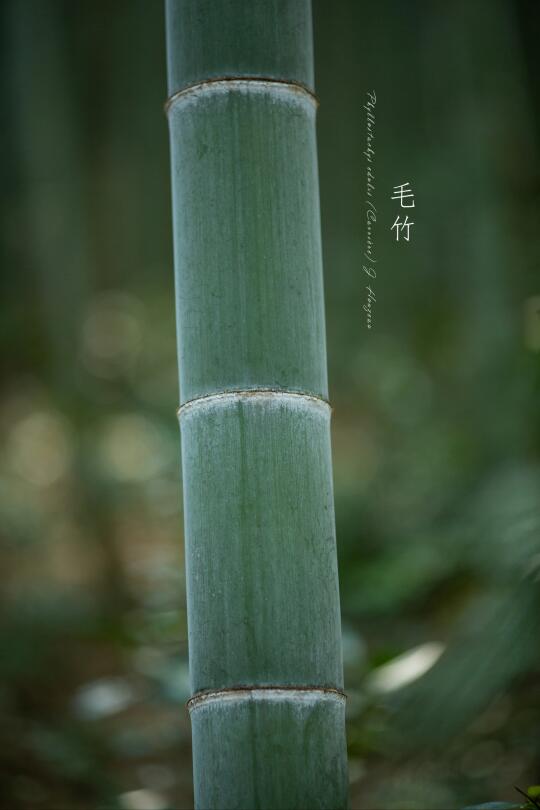 毛竹|Phyllostachys edulis