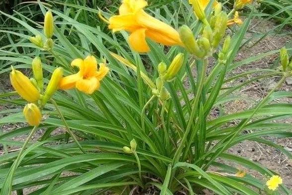 心若年轻人不老
乐观就是忘忧草
事事看淡常微笑
人生此后无烦恼