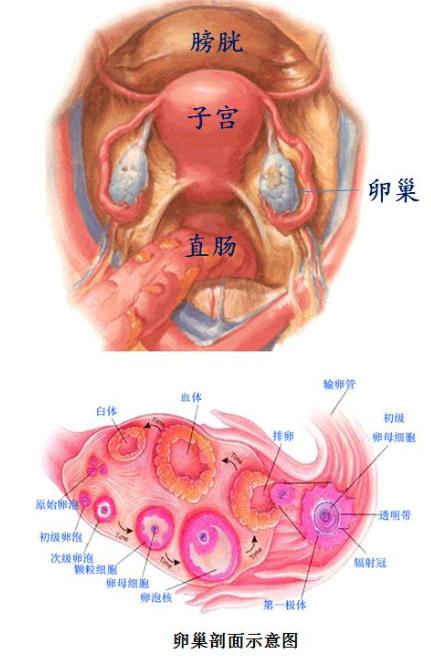 卵巢功能好不好，主要看这几个指标！
很多人一听卵巢功能，就先问：雌激素是不是低了
