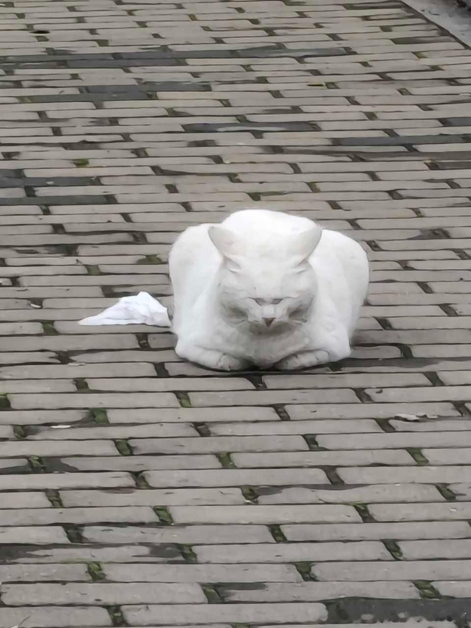 49798【丑猫】学校里的五角星 