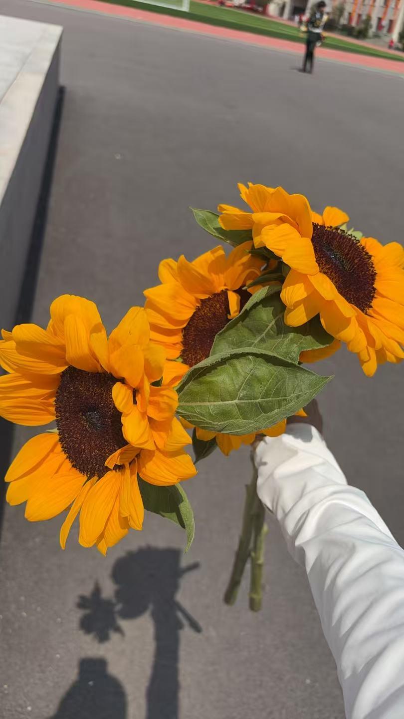 学生提供的情绪价值 向日葵🌻花语