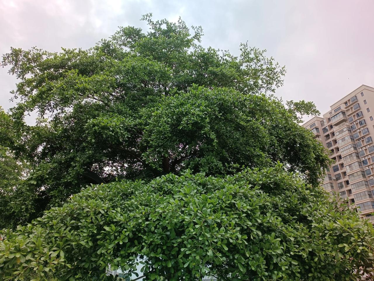 分享随手拍的树木花草照片
随手一拍，那里都漂亮
心里有美，静心欣赏
花草香飘飘