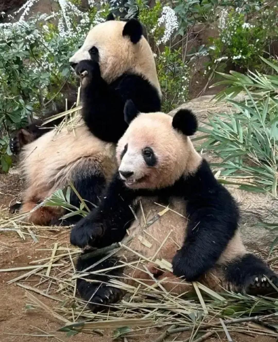 日本和中国的大熊猫租借这事最近乱成一锅粥。从1972年建交，中国送了两只熊猫去日