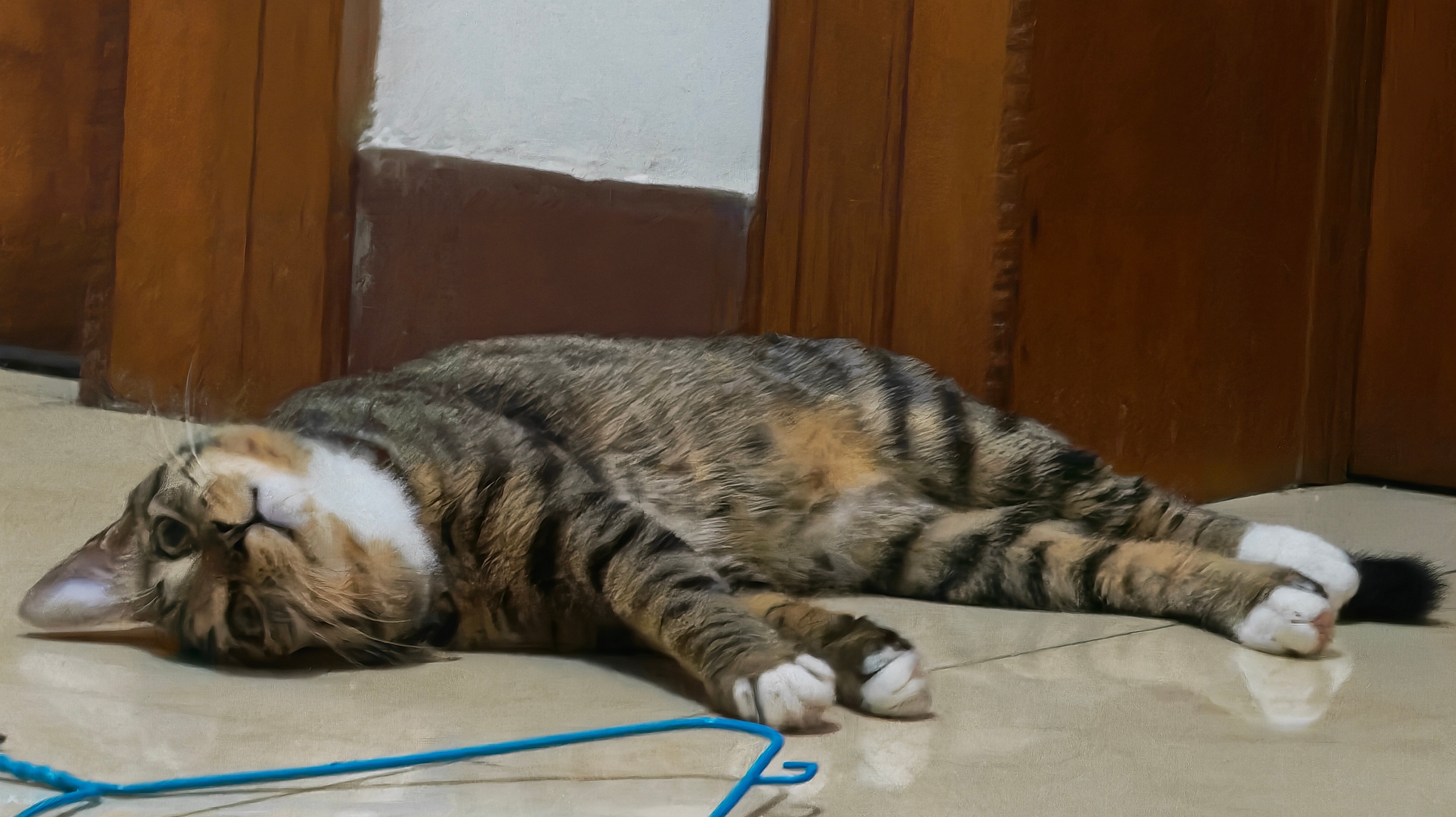 拜托 不要再对小猫咪冷冰冰啦[抓狂]生活手记 ​​​