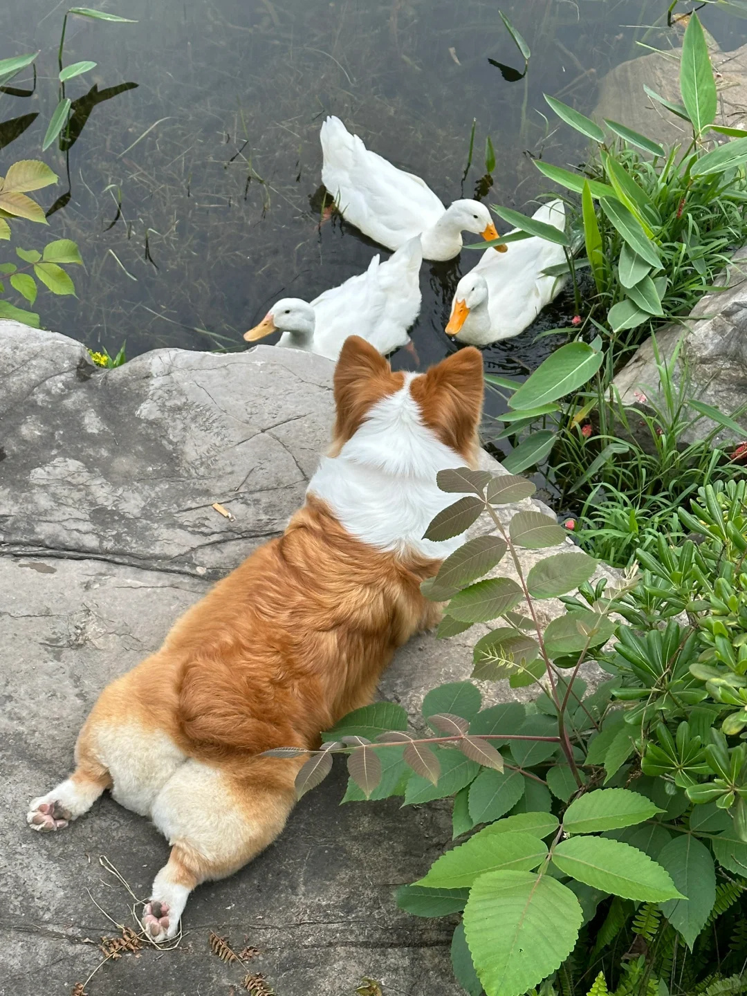 基同鸭讲 