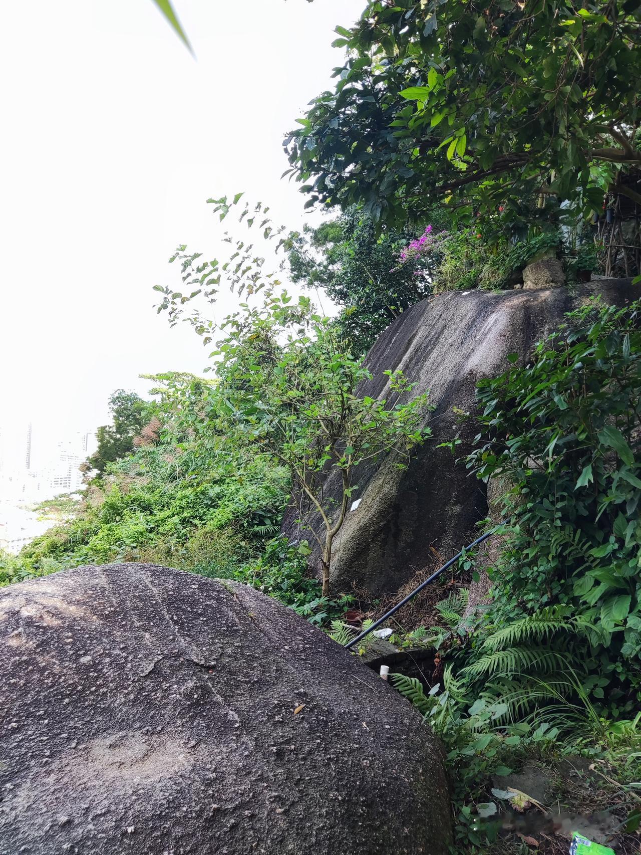 广东的天气很微妙，一旦立冬叫秋高气爽[呲牙]，别的不说，好好感受吧！
看看！
绿