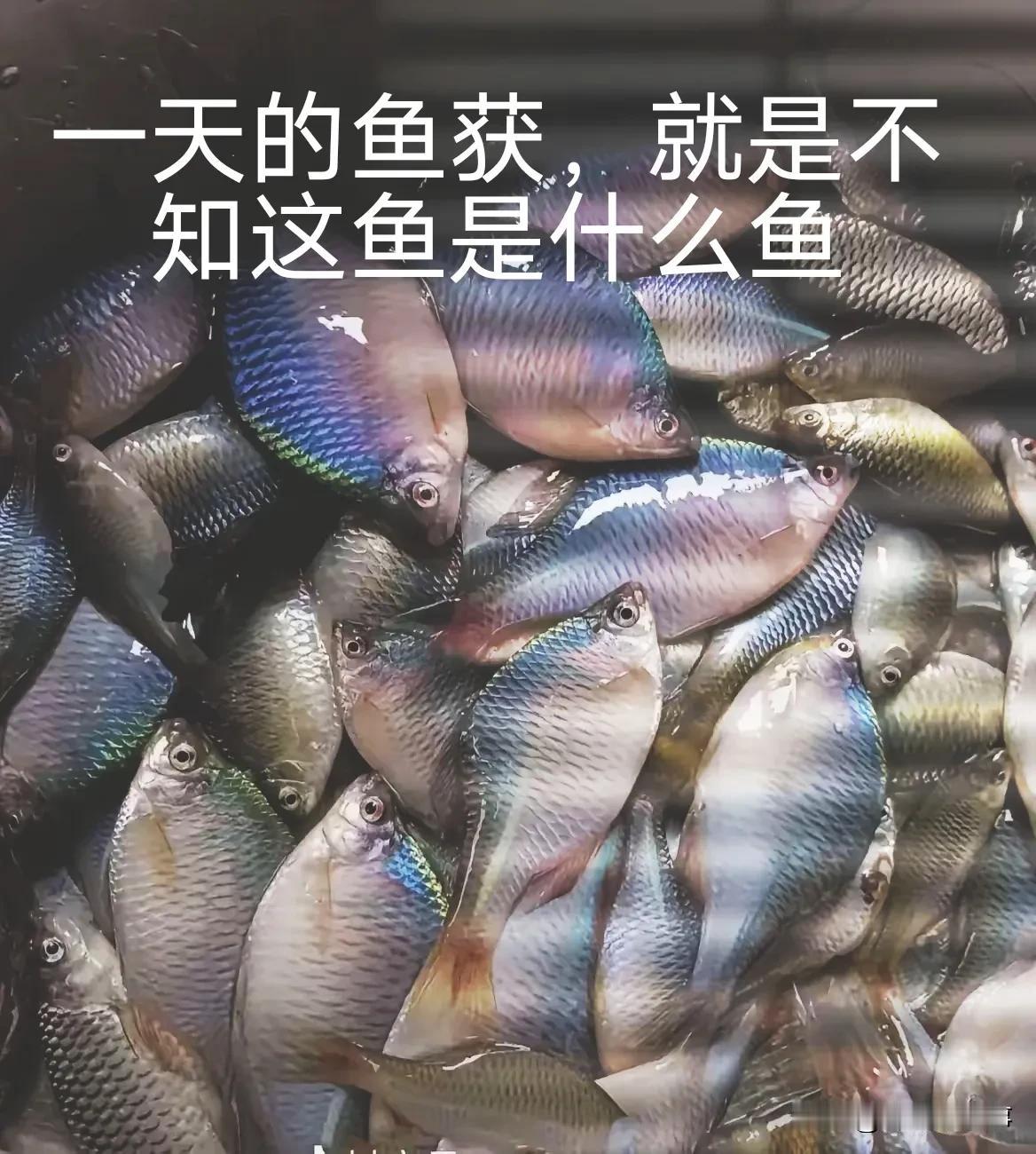 早上六点就到了小河边，回到家也是六点，12个小时，钓的鱼数量不少，但质量不行。