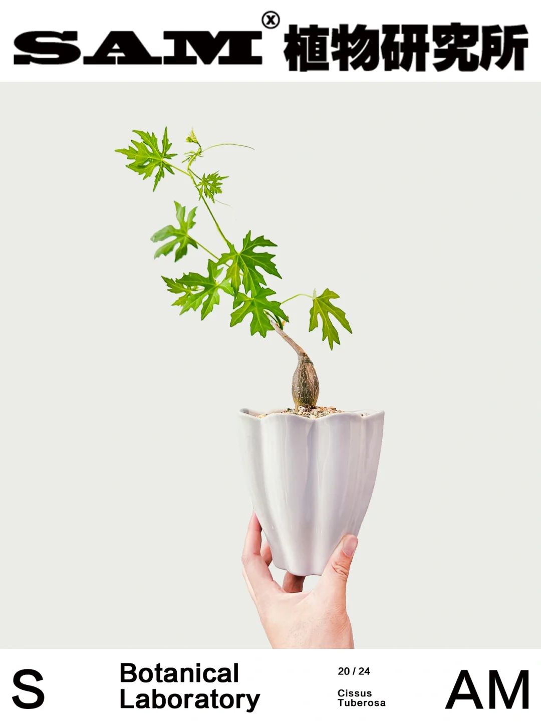 枫叶苦瓜｜Cissus Tuberosa