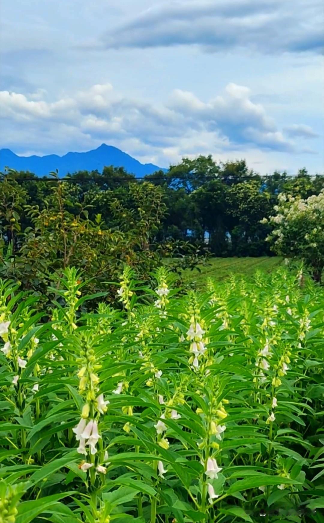 《大山里的老黄》
2021年暮秋,正是新冠病毒肆虐封村锁镇之时，老黄无疾而终。老