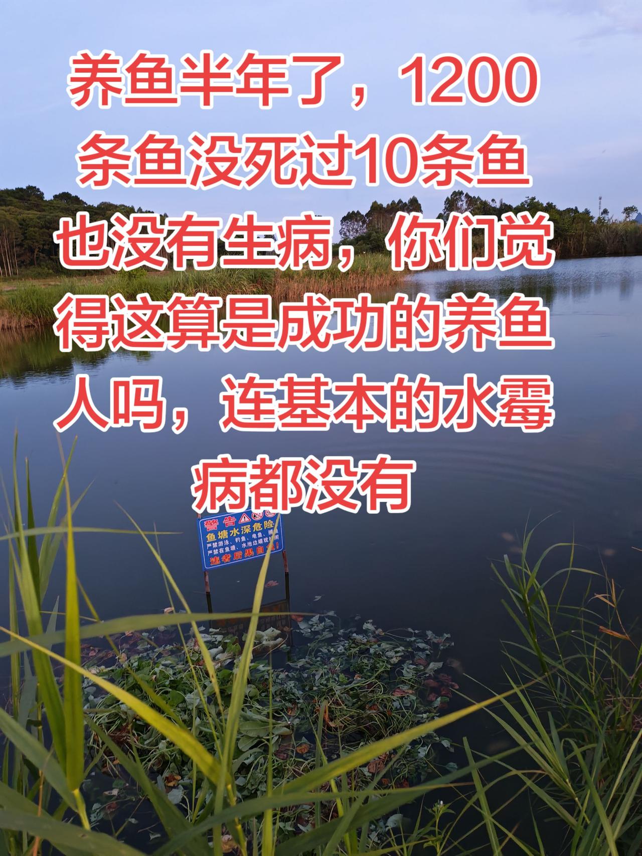 养鱼有半年了，鱼都没有死过10条，而且没生过病养鱼日记 养鱼 农村生活 三农