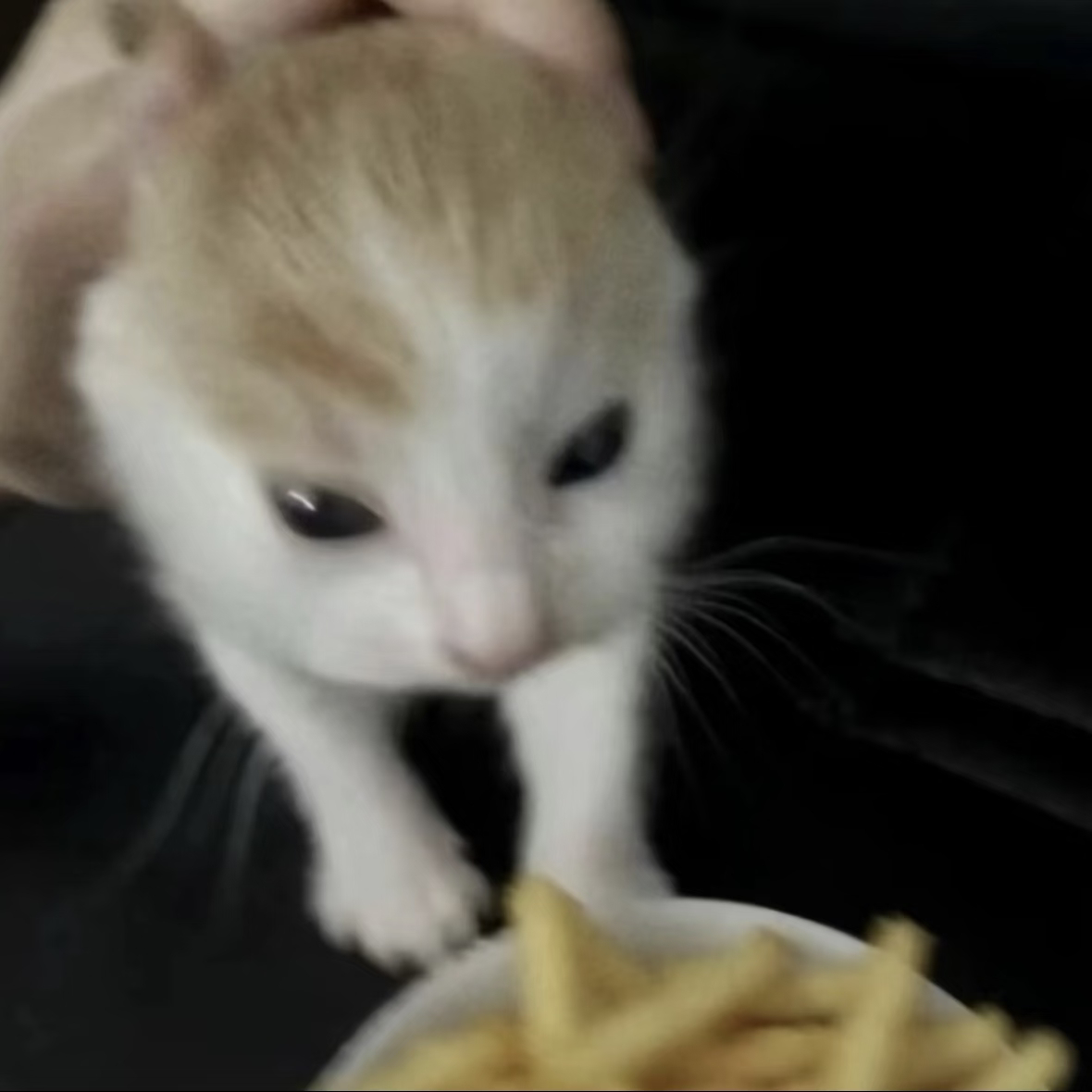 我要去觅食了… 