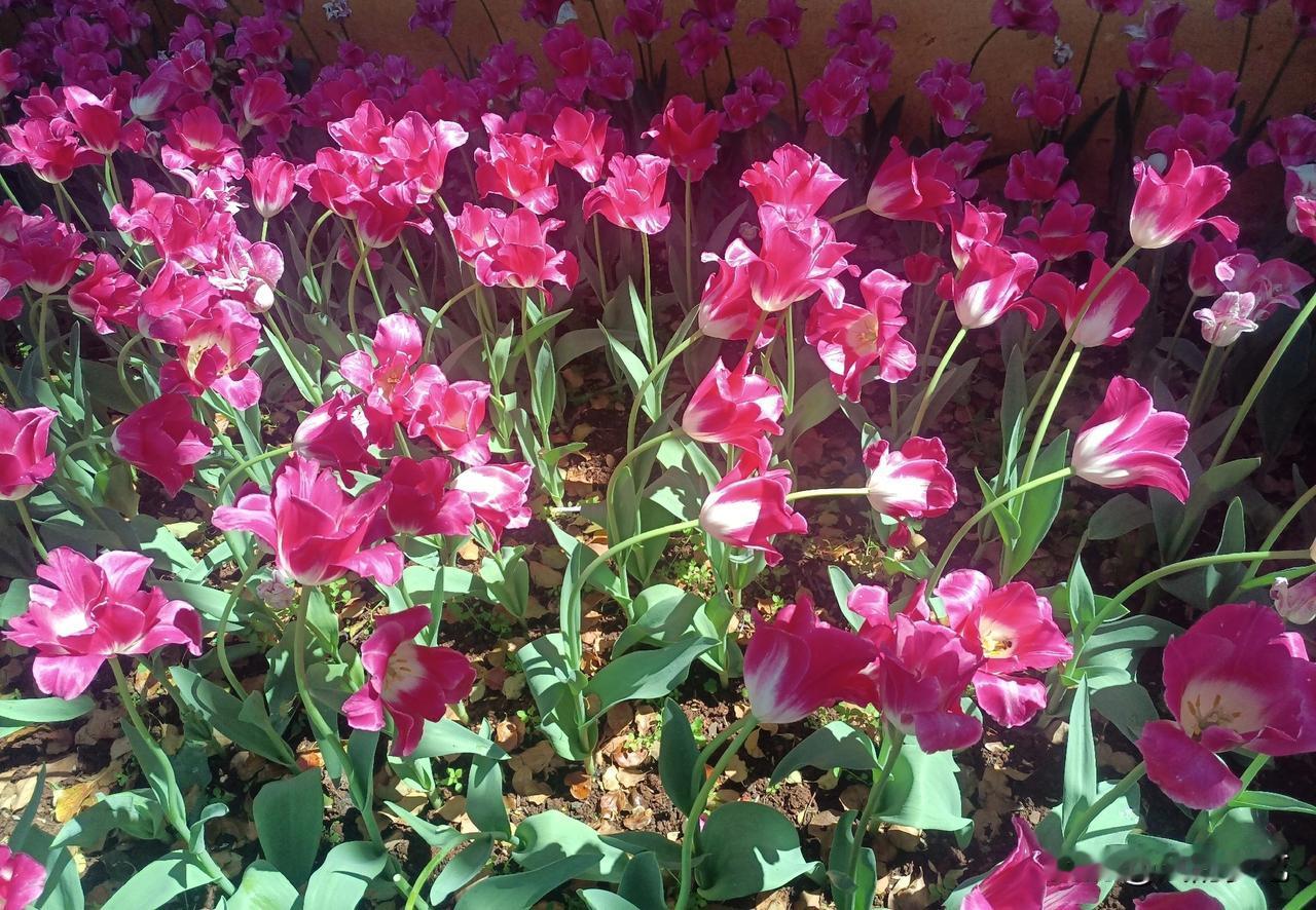 且将闲事归于尘，梦醒依旧迎花开！