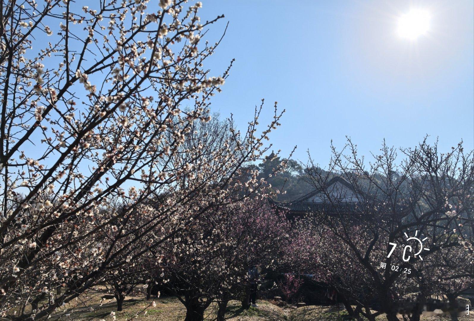 早安        到底还在正月里，温度反弹了……  