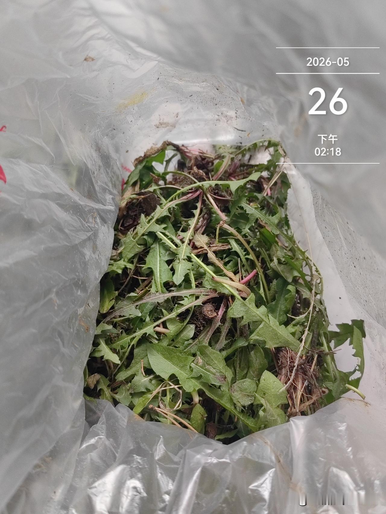 坐标吉林市，2026年5月26日下午14:25分，两个62岁的退休老头利用两个小