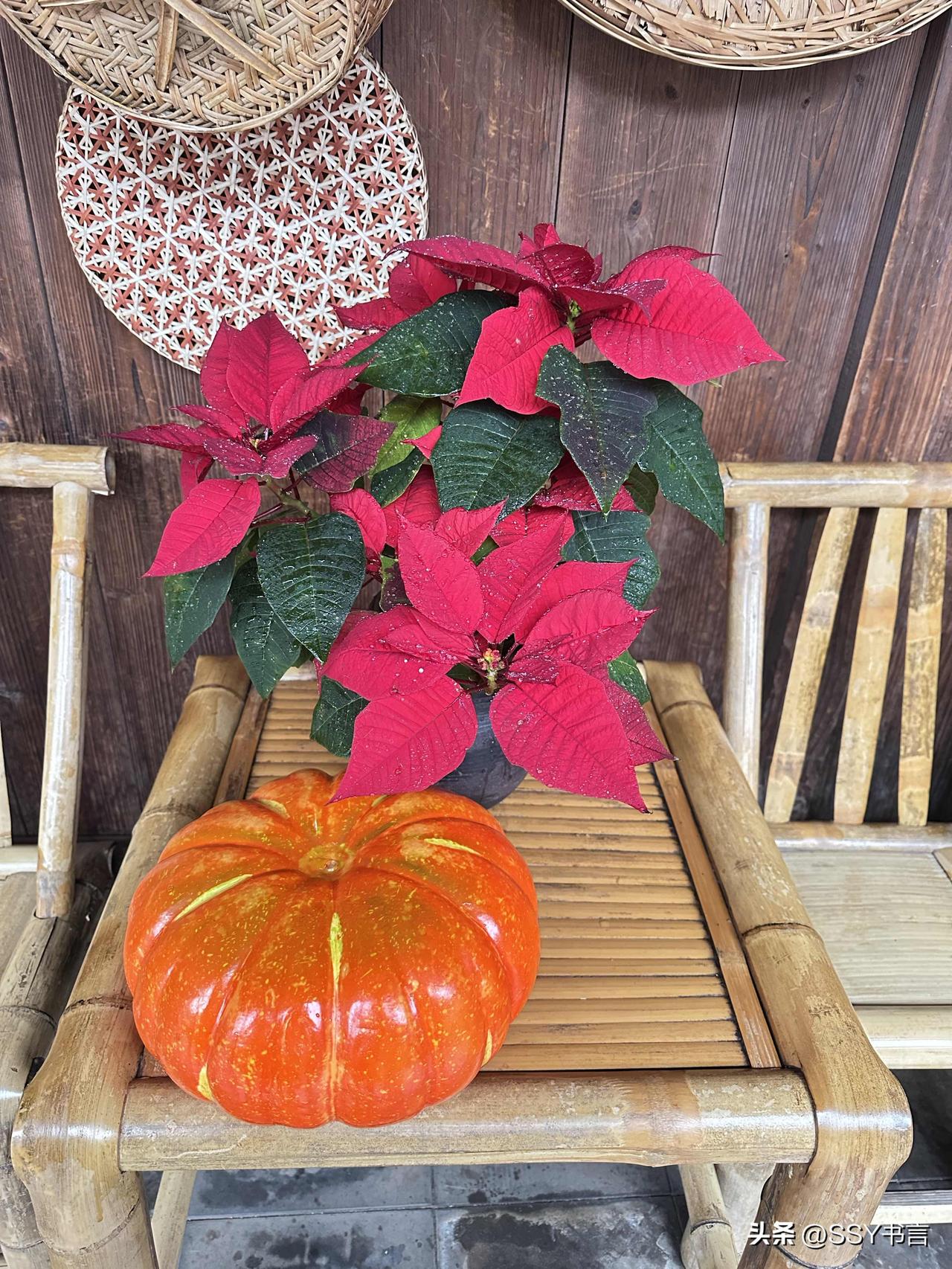 分享一张你相册的拍的花