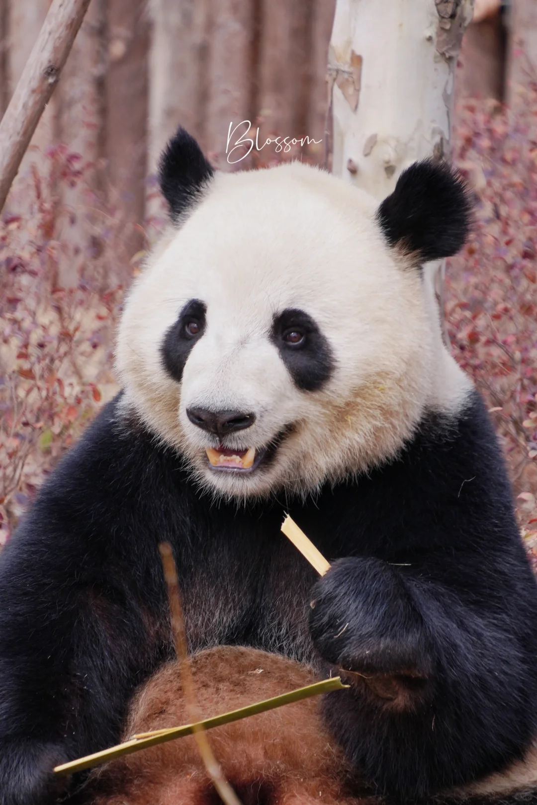 小帅熊金喜小子4岁生日快乐❤️