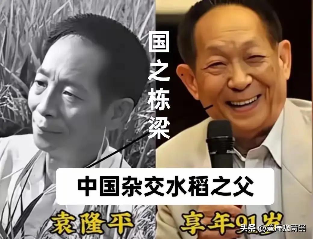 这才是中国真正的大明星！钱学森袁隆平杨振宁，个个都是国之栋梁

袁隆平，他是“中