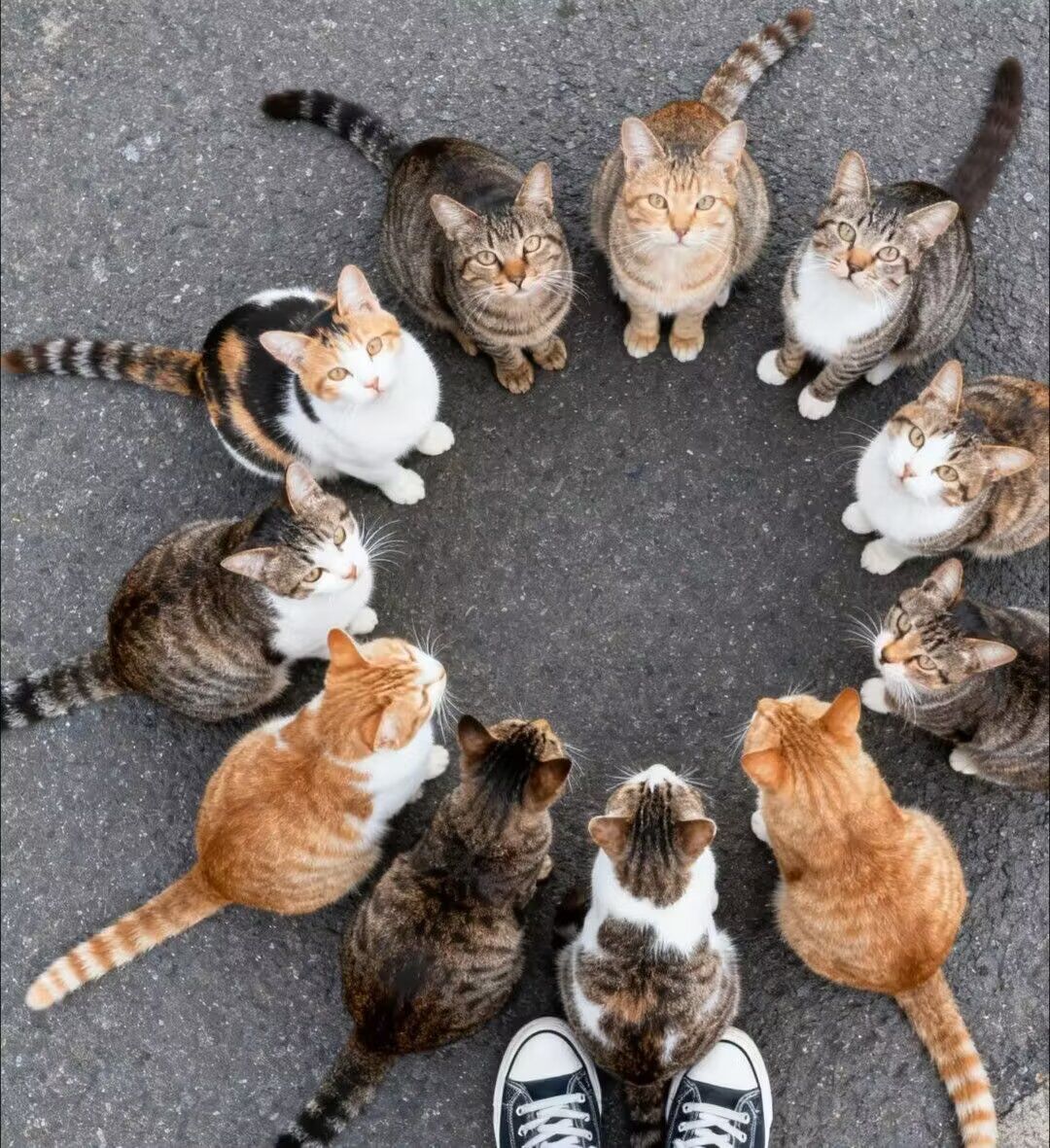咪：画个圈圈祝福你ฅ(⌯͒• ɪ •⌯͒)ฅ 