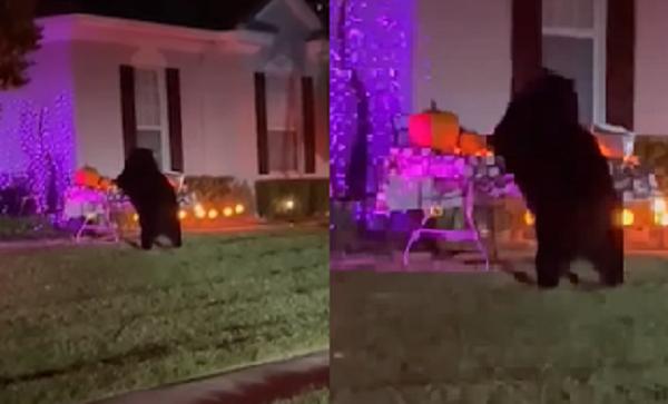 棕熊也过万圣节！美国佛罗里达州（Florida）一名妇人和小孩在街上进行「不给糖