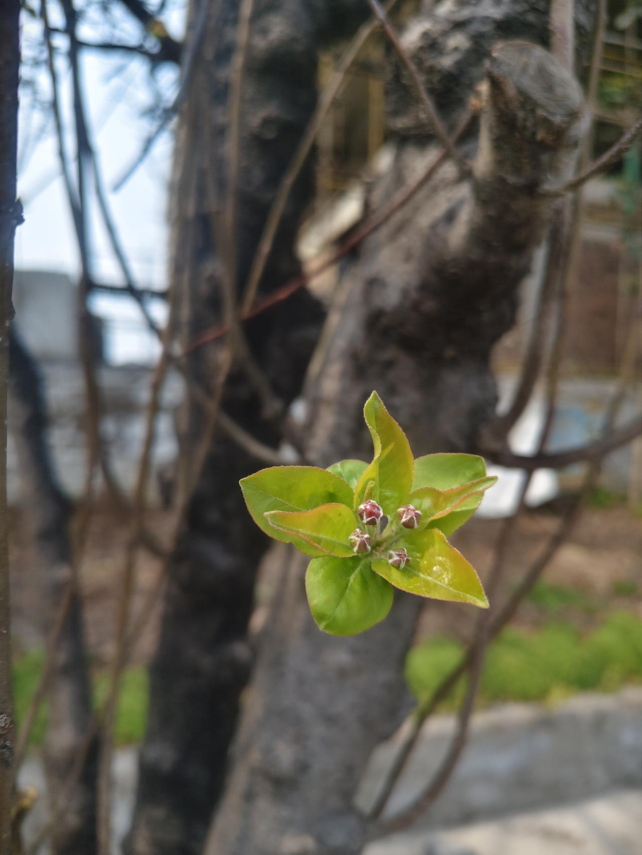 雪落千山静，风吟万木幽。
当雪纷纷扬扬洒落在千山之上，整个世界仿佛被按下了静音键