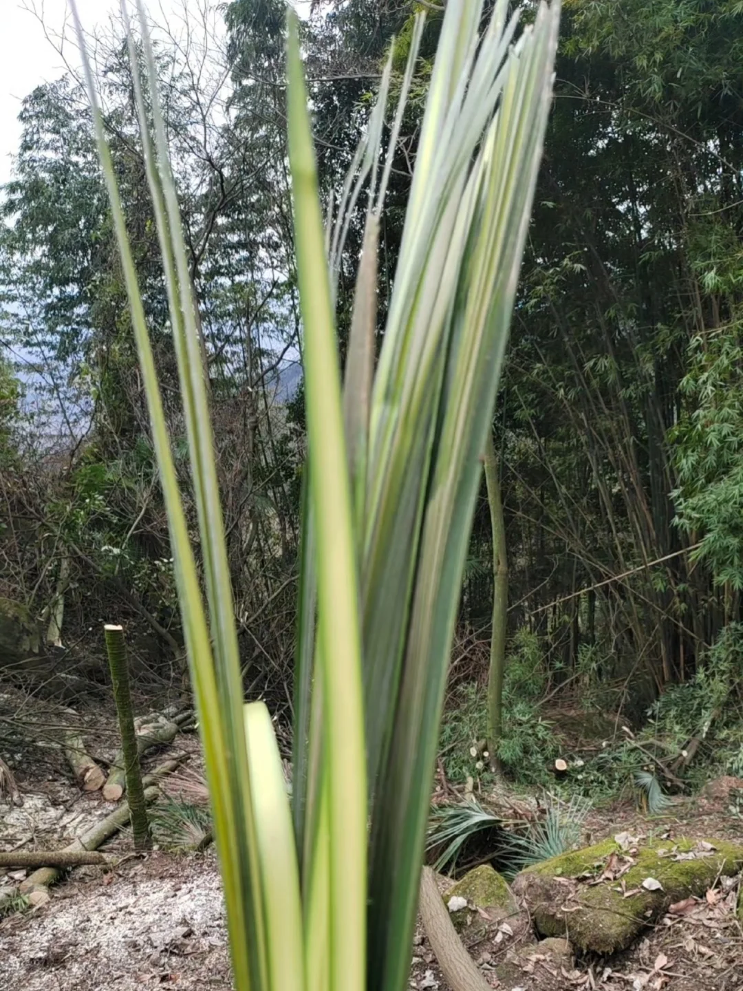 野外发现的植物，谁认识！