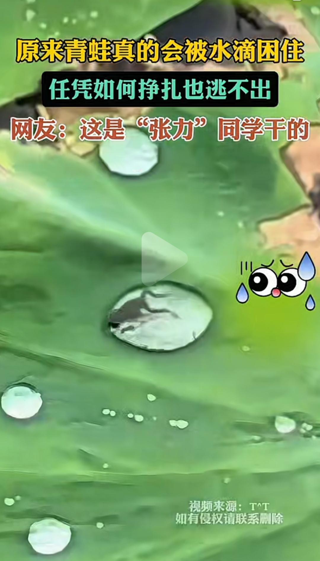 你敢相信，水珠的张竟然如此巨大，能困住青蛙！
   根据流体力学权威研究，常温下