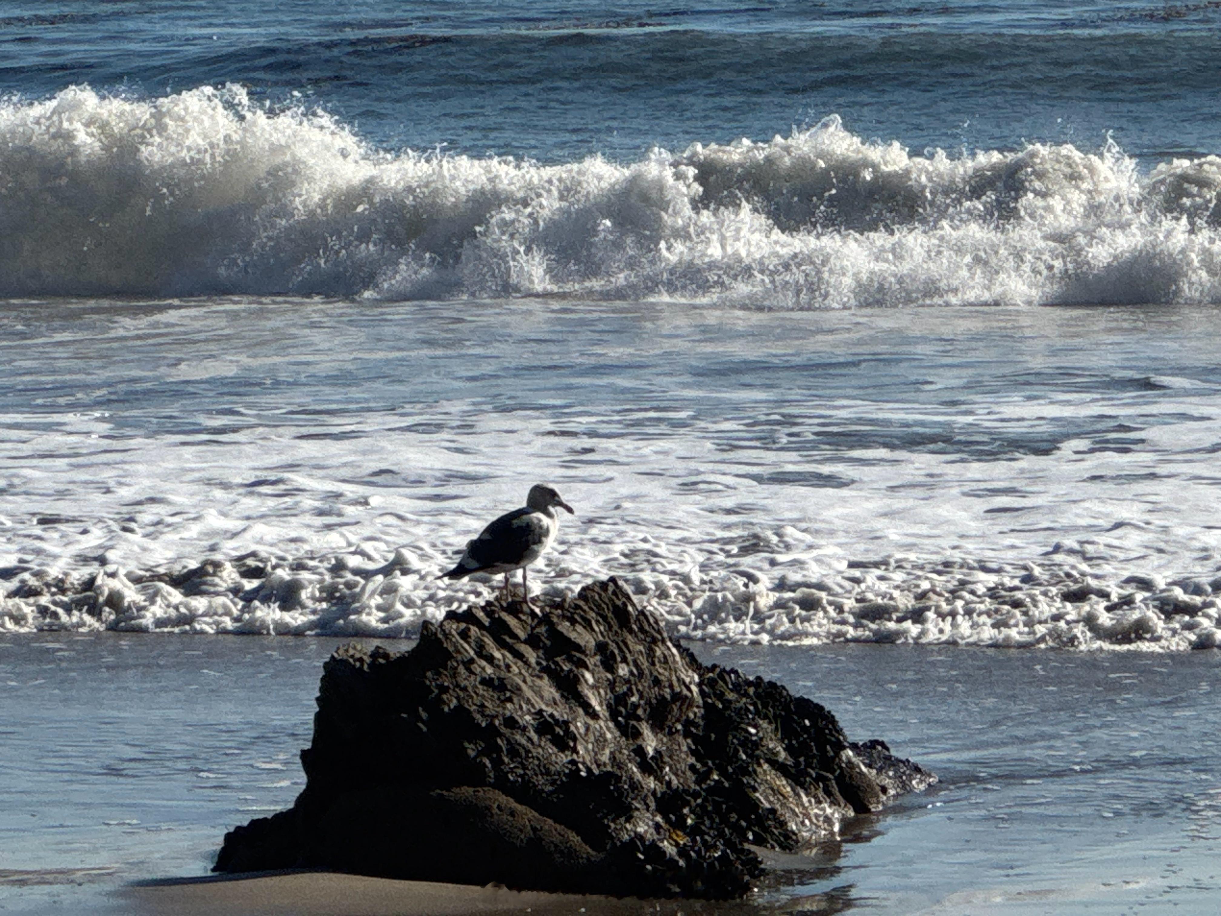 加州阳光正好～  ​​​