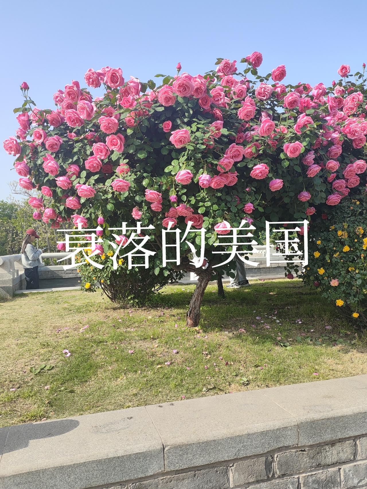 美国已经大势已去
去年上任的特朗普，挥舞着小拳头，扭着小蛮腰，高呼着“美国优先”